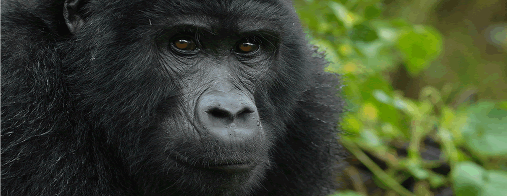 silverback gorilla trekking