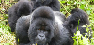 Gorilla Groups in Rwanda
