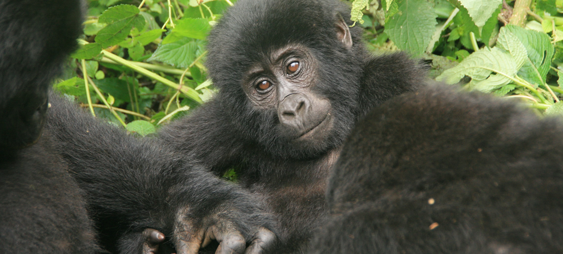 gorilla trekking in volcanoes national park rwanda