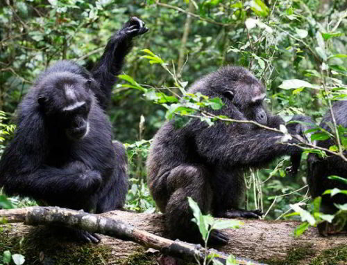 What is the Difference Between Gorilla Trekking & Chimpanzee Tracking