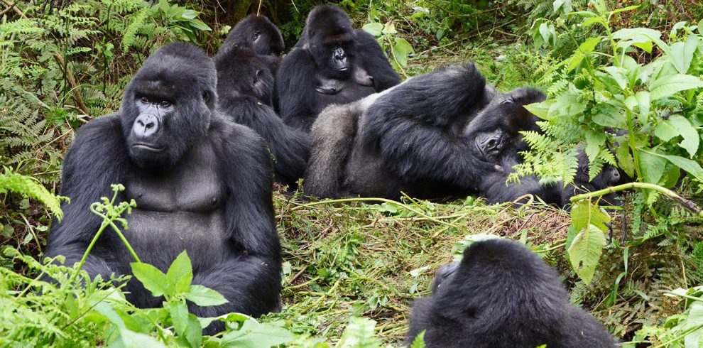 Where to Go for Gorilla Trekking in Congo