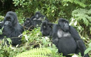 gorilla tour in Uganda