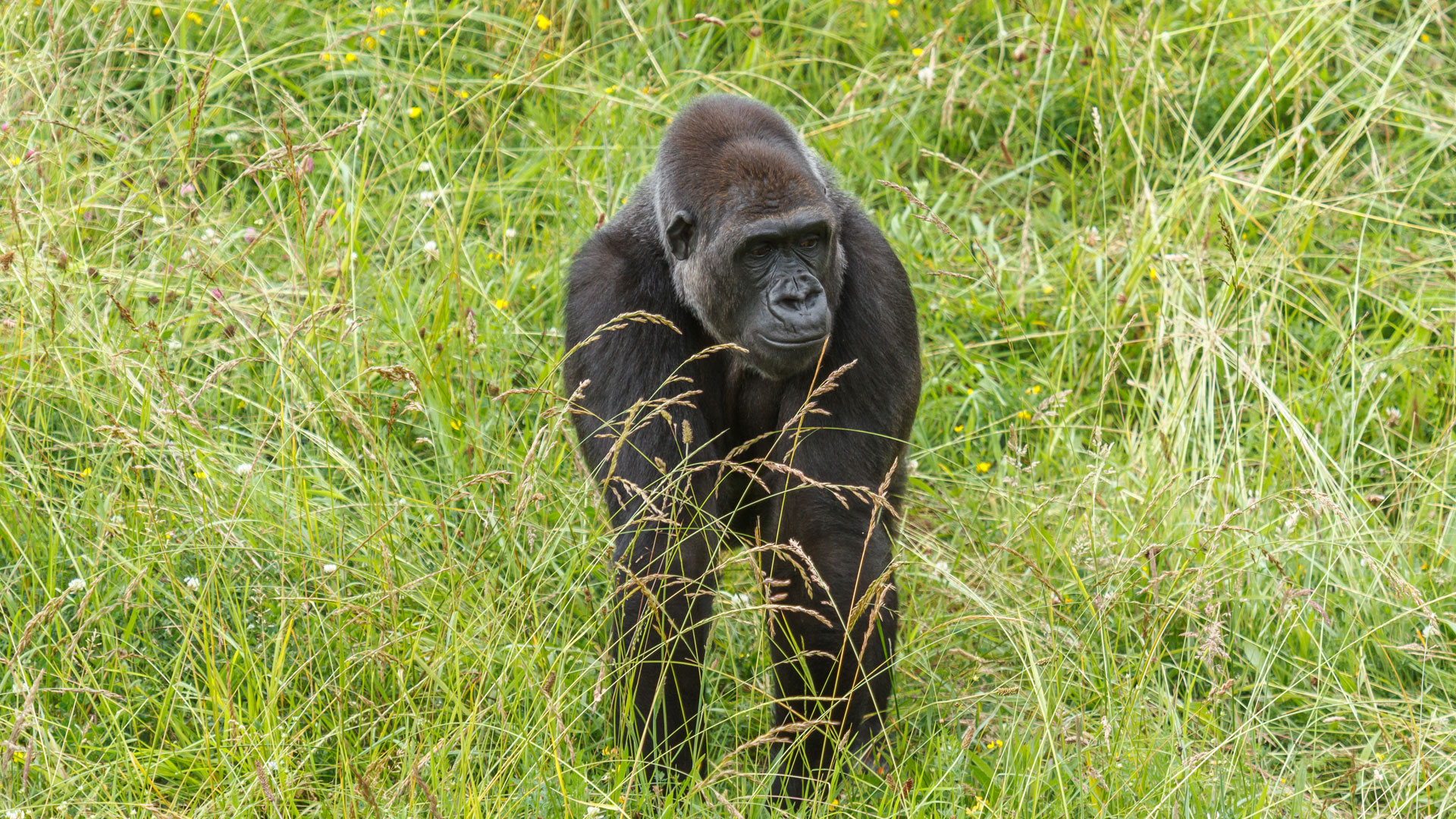 Congo Lowland Gorillas
