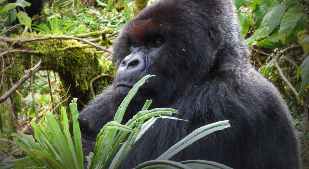 Gorilla Trekking Rwanda