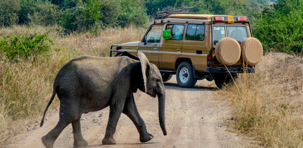 6-days-uganda-safari-game-drives-in-queen-elizabeth-national-park