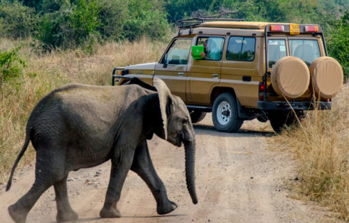 6 days Uganda Safari