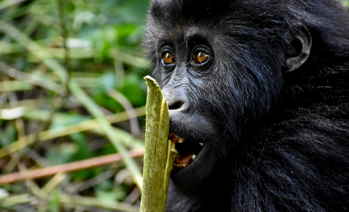 3-days-low-land-gorilla-tour-in-kahuzi-biega-national-park