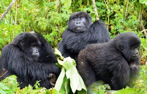 4 Days Rwanda Double Gorilla Trekking Tour