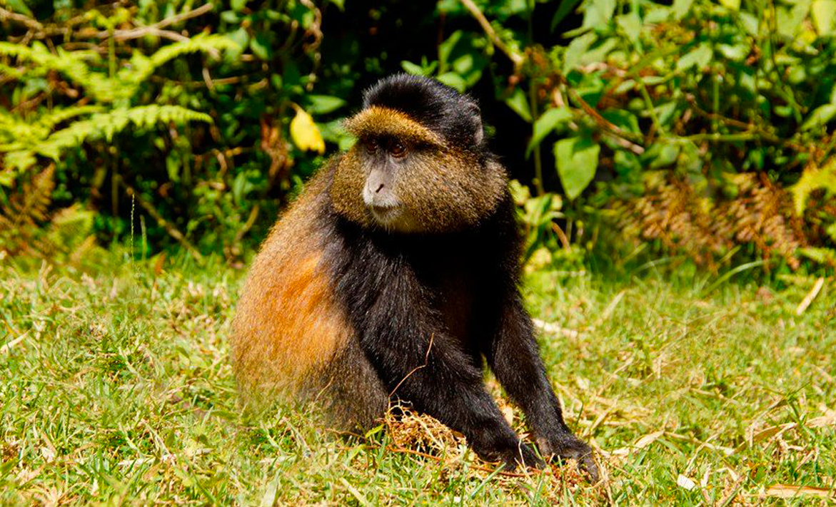 5-days-rwanda-gorilla-tour-with-golden-monkey-tracking-safari