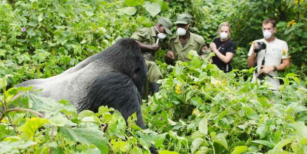 Gorilla tracking in Congo