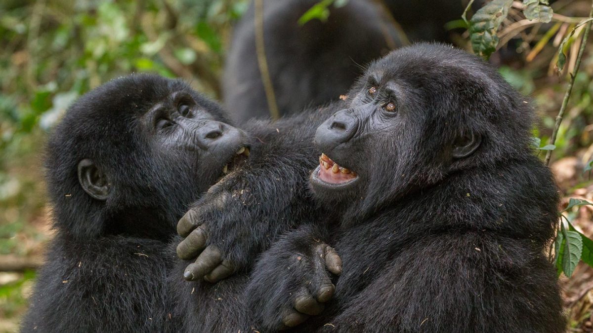 Gorilla Trekking in Bwindi Forest National Park