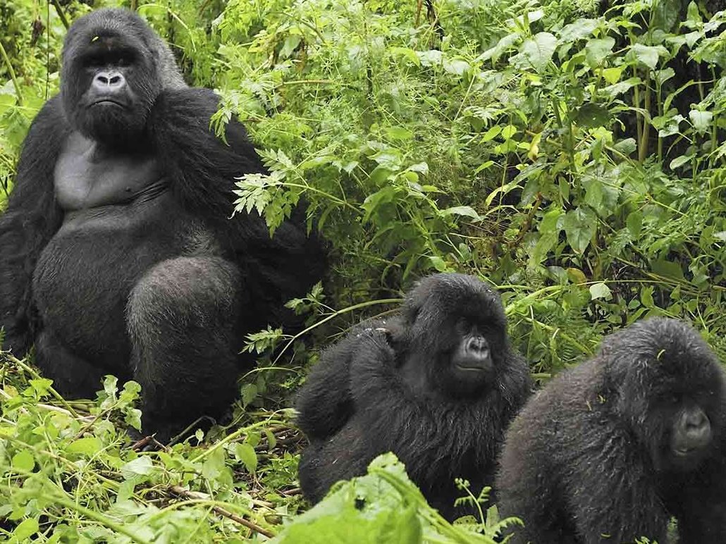 Tracking gorillas in Buhoma Region