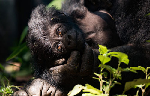 Gorilla Trekking in Bwindi From Queen Elizabeth National Park