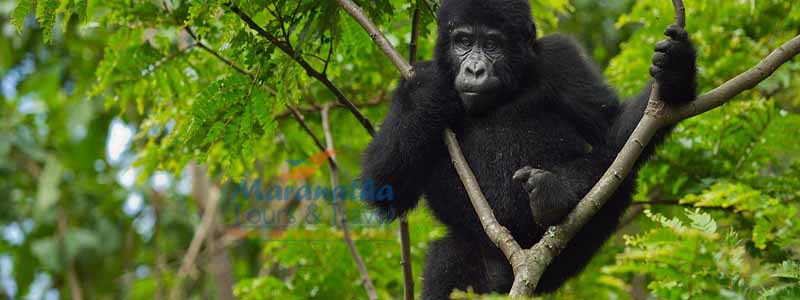 2 Days Gorilla Trekking Uganda