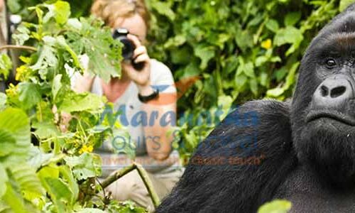 3 Days Uganda Gorilla Trekking Tour
