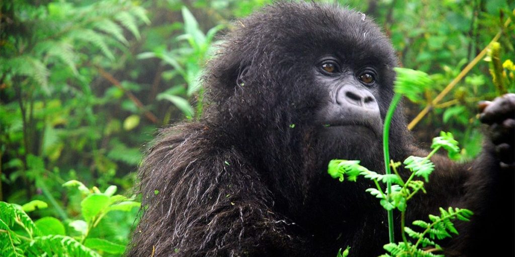 Gorilla trekking - 6 Days Uganda Safari 