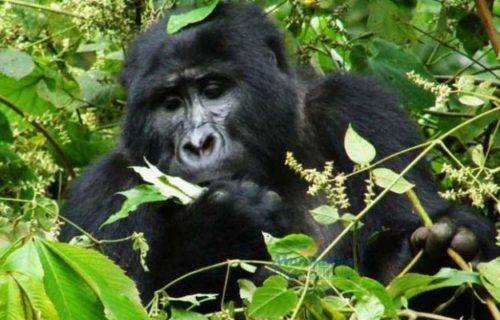 3 Days Rwanda Gorilla Trekking safari