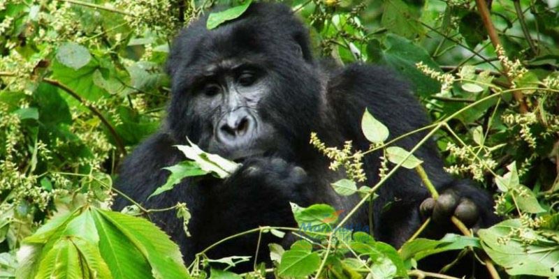 3 Days Rwanda Gorilla Trekking safari
