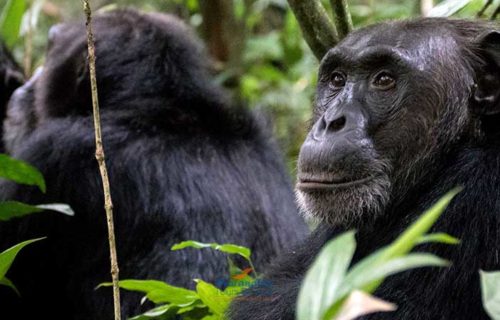 3 days Chimpanzee Tracking in Nyungwe