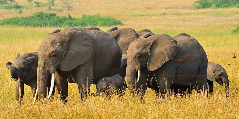 Elephants at Queen Elizabeth National Park