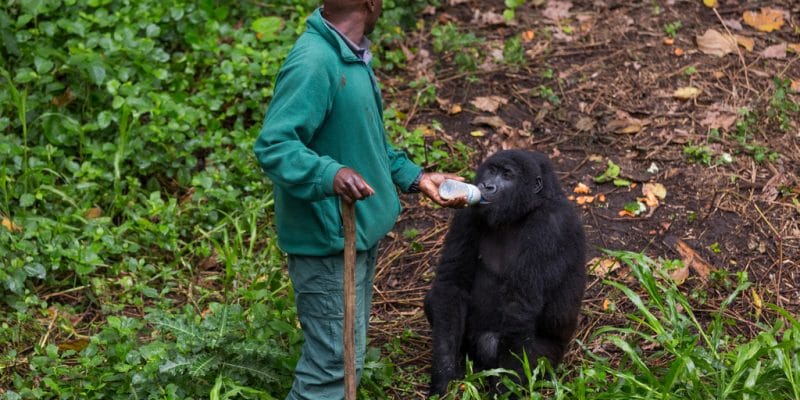 Virunga National Park gorilla