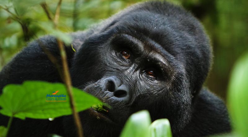 2 Days Gorilla Trek Uganda