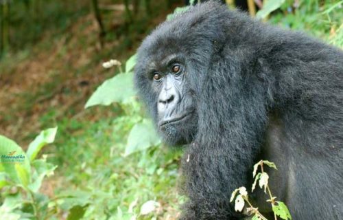Rwanda Gorilla Trekking Tour