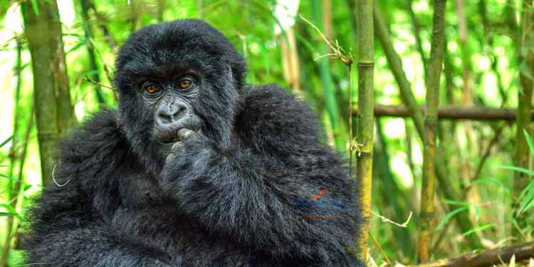 Rwanda Gorilla Trekking Tour with Silverback Gorilla Tours