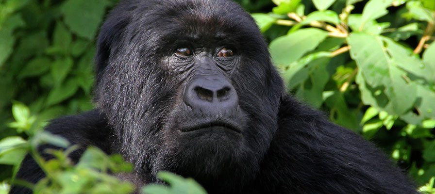8 Days Uganda Rwanda Gorilla Safari