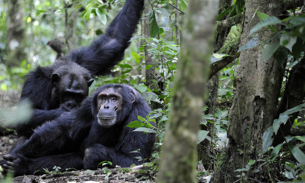 Chimpanzee at Kibale National Park