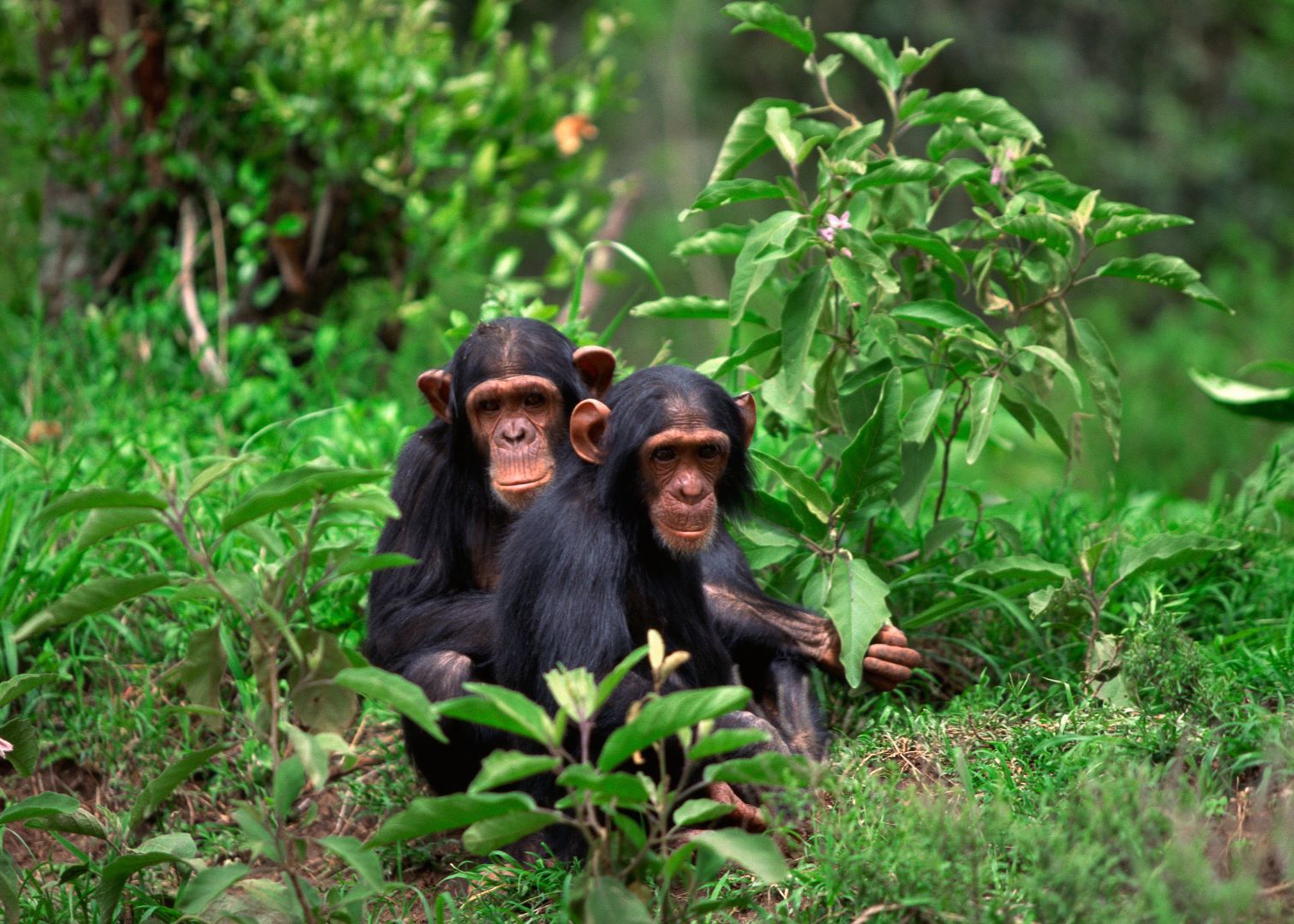 chimpanzee trekking in Nyungwe Forest National Park