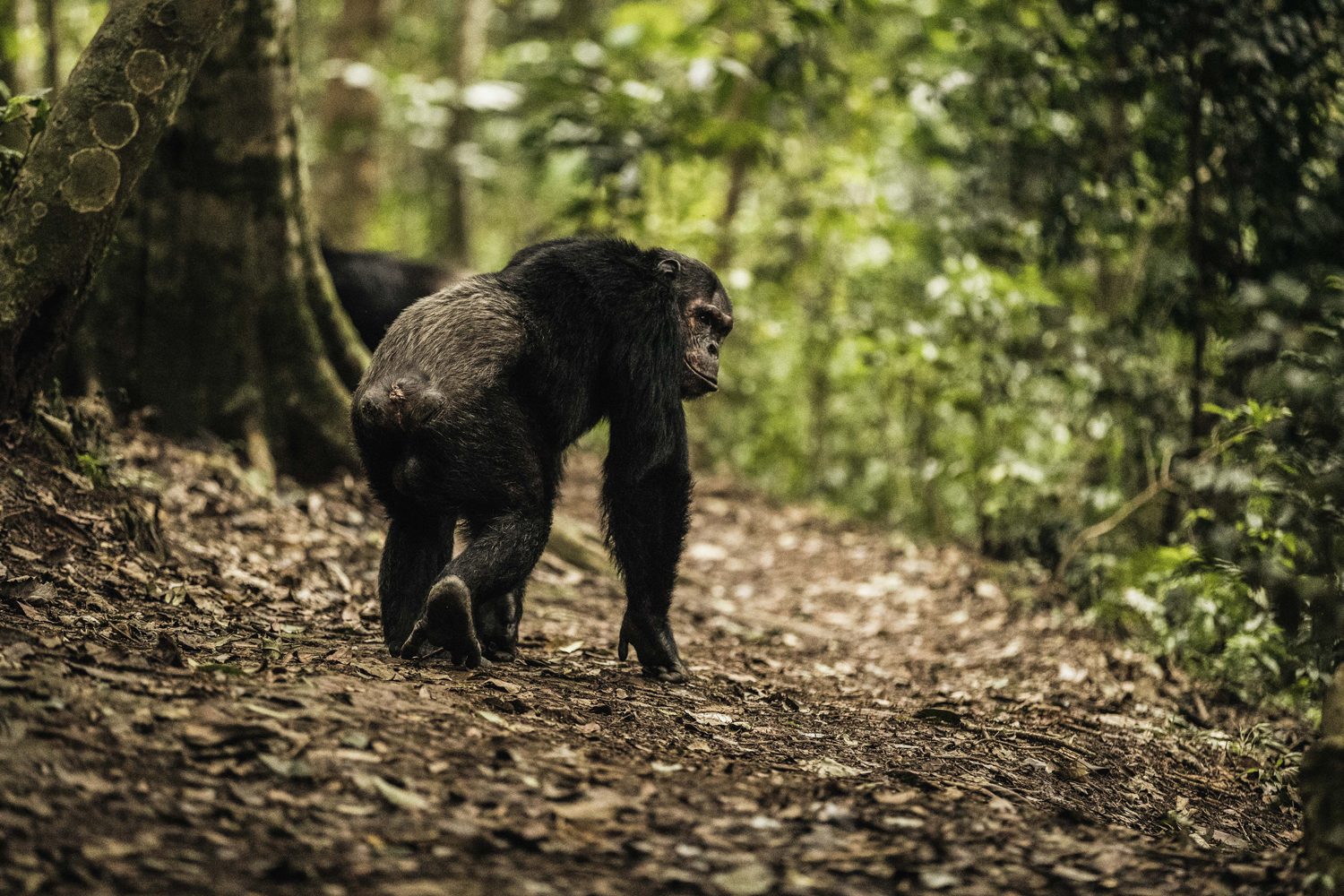 chimpanzee trekking in Gishwati-Mukura National Park