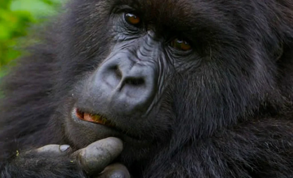 3 days Silverback gorilla tour