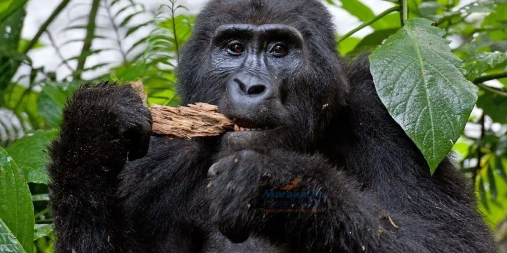 Silverback gorilla Tours
