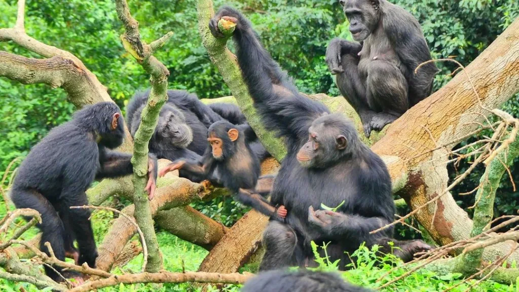 Silverback Gorilla Tour