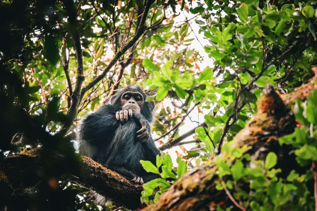 Silverback gorilla tour