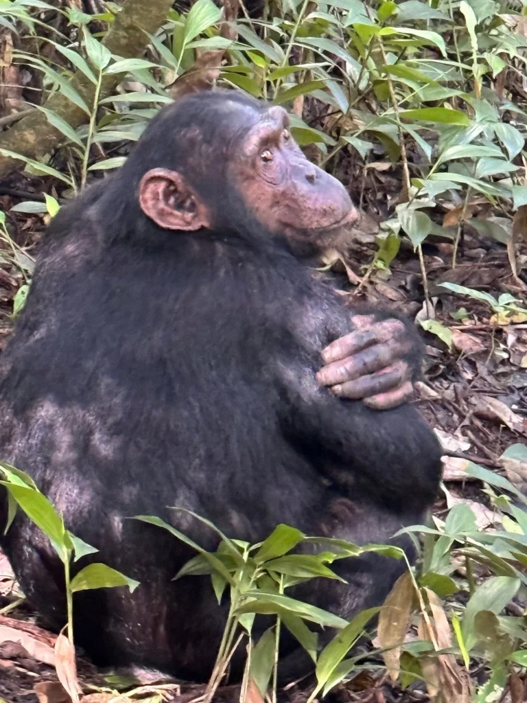 Silverback Gorilla Tours