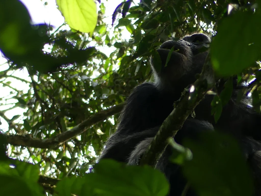 8 days best of Rwanda