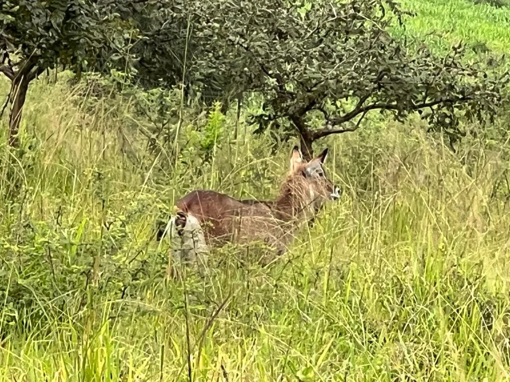 5 Days Uganda wildlife safari