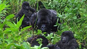 Gorilla families in Volcanoes National Park