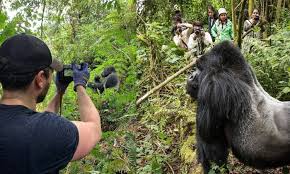 Silverback Gorilla Trekking