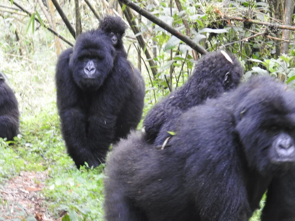 Silverback Gorilla Tour