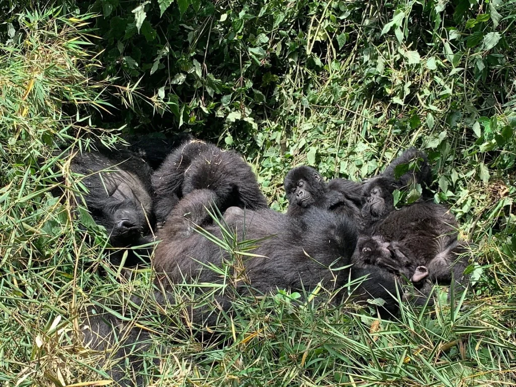 Silverback Gorilla trekking