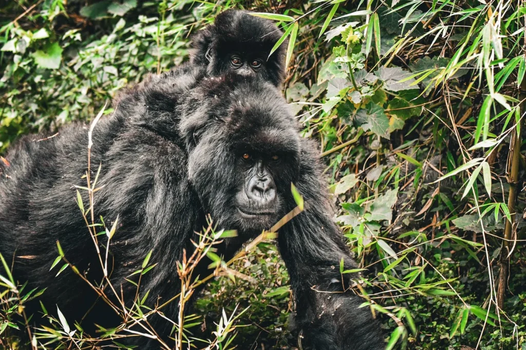silverback gorilla tour