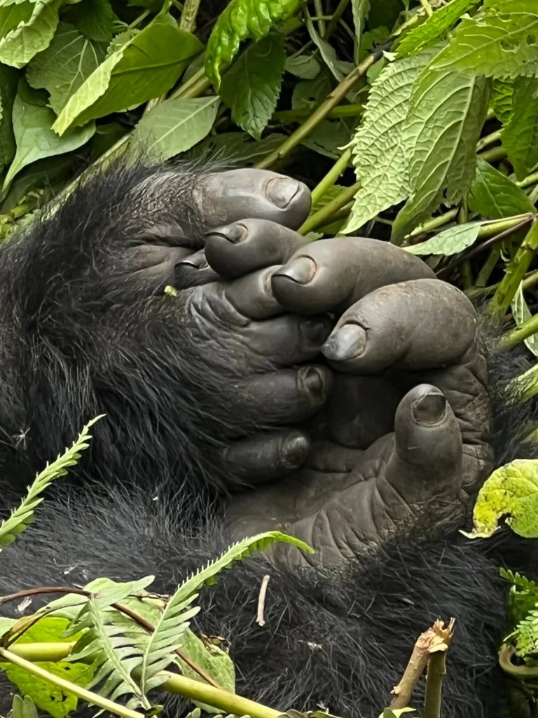 Silverback Gorilla Tour