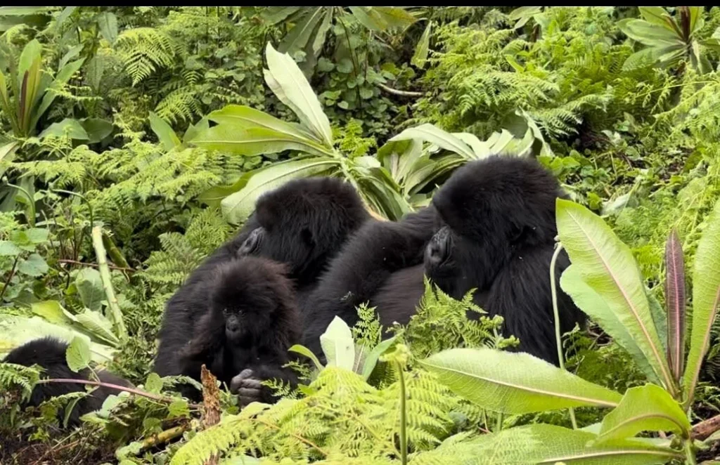Silverback Gorilla Tour