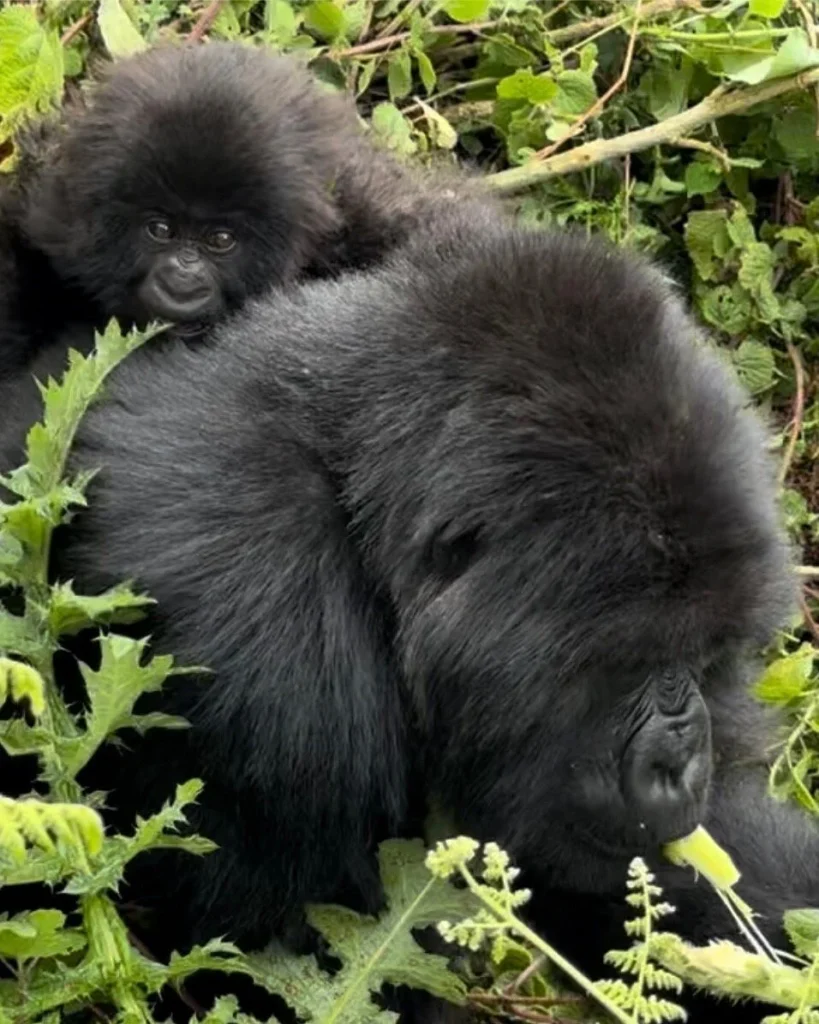 Gorilla safaris