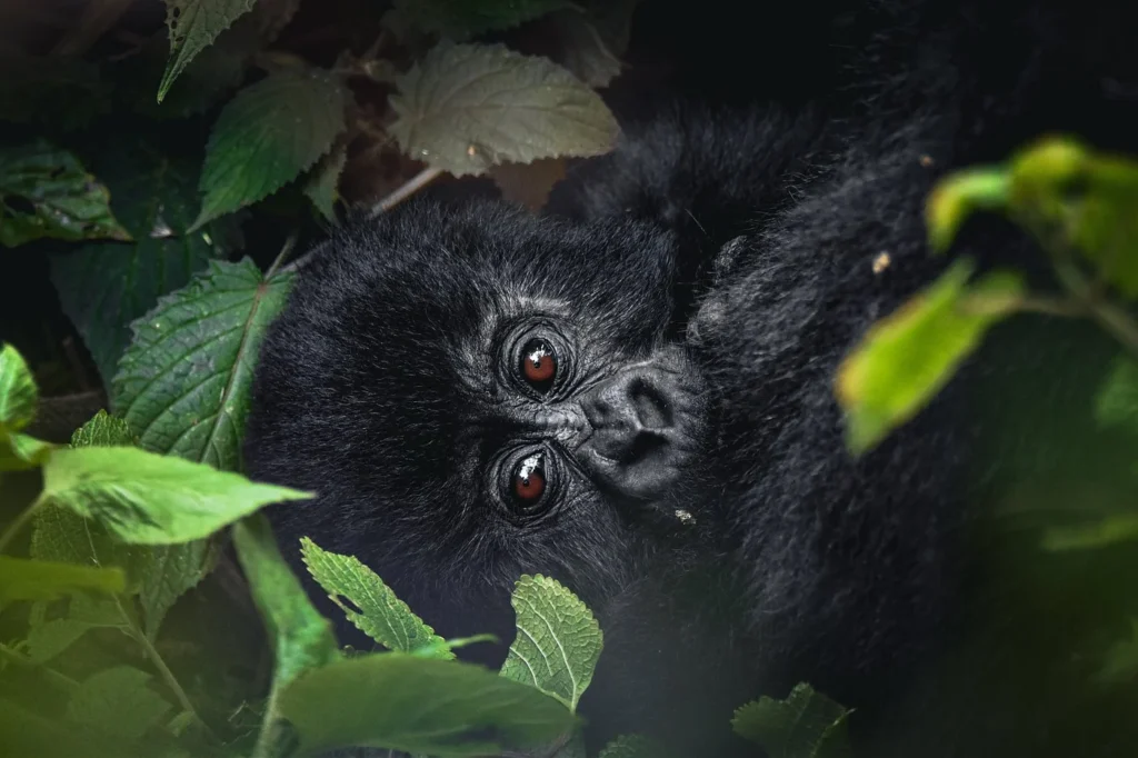 Silverback Gorilla Tour