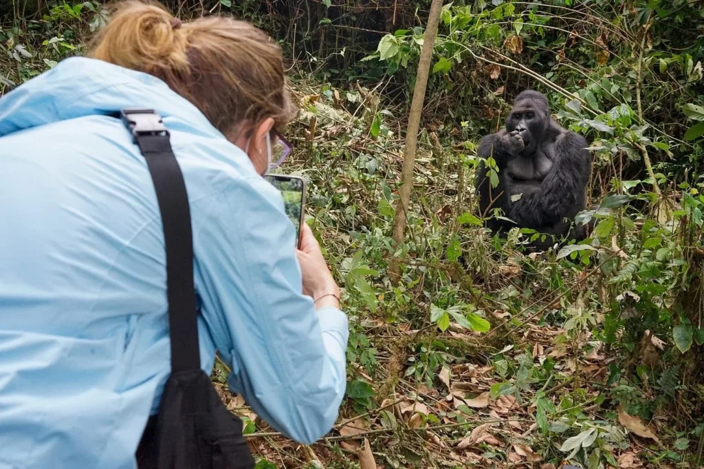 Silverback Gorilla Tour