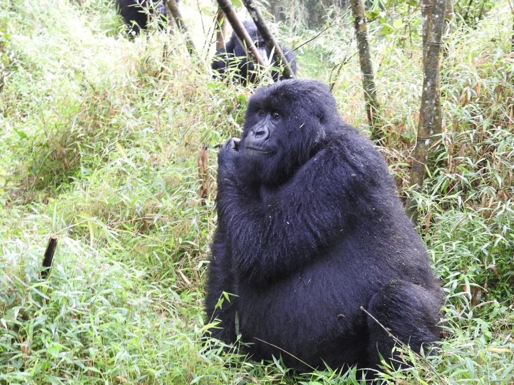Silverback Gorilla Tour